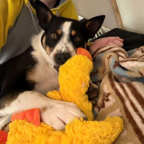 Enlarge Dart, a ADOPTABLE mixed breed in Driggs, ID image 4/4