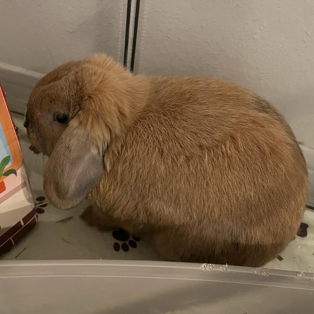 Stitch, Adoptable, Young Male Mini Lop.