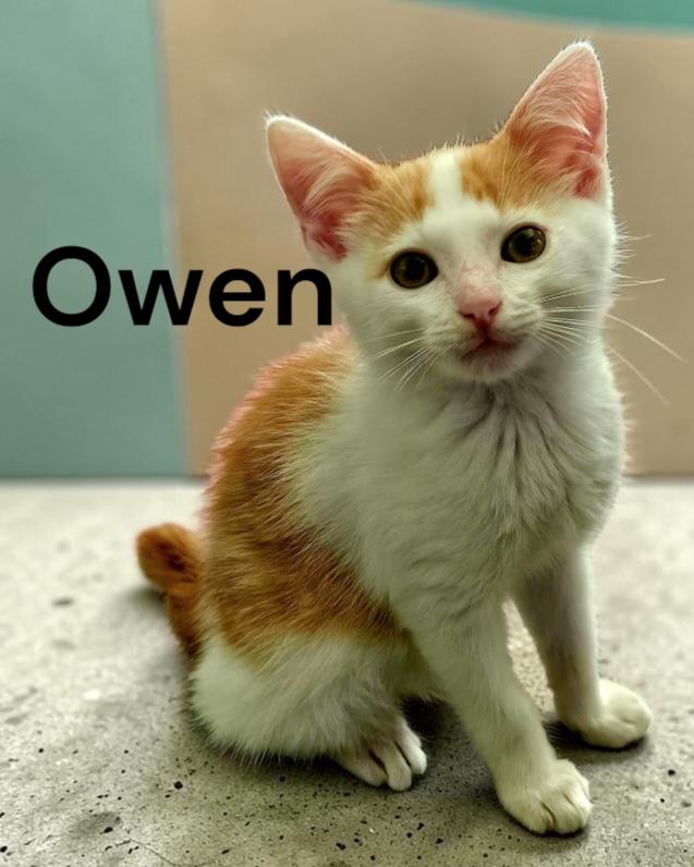 Enlarge Owen, a Adoptable Domestic Short Hair in Chesapeake, VA image 1/3