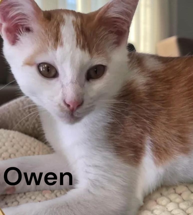 Enlarge Owen, a Adoptable Domestic Short Hair in Chesapeake, VA image 2/3