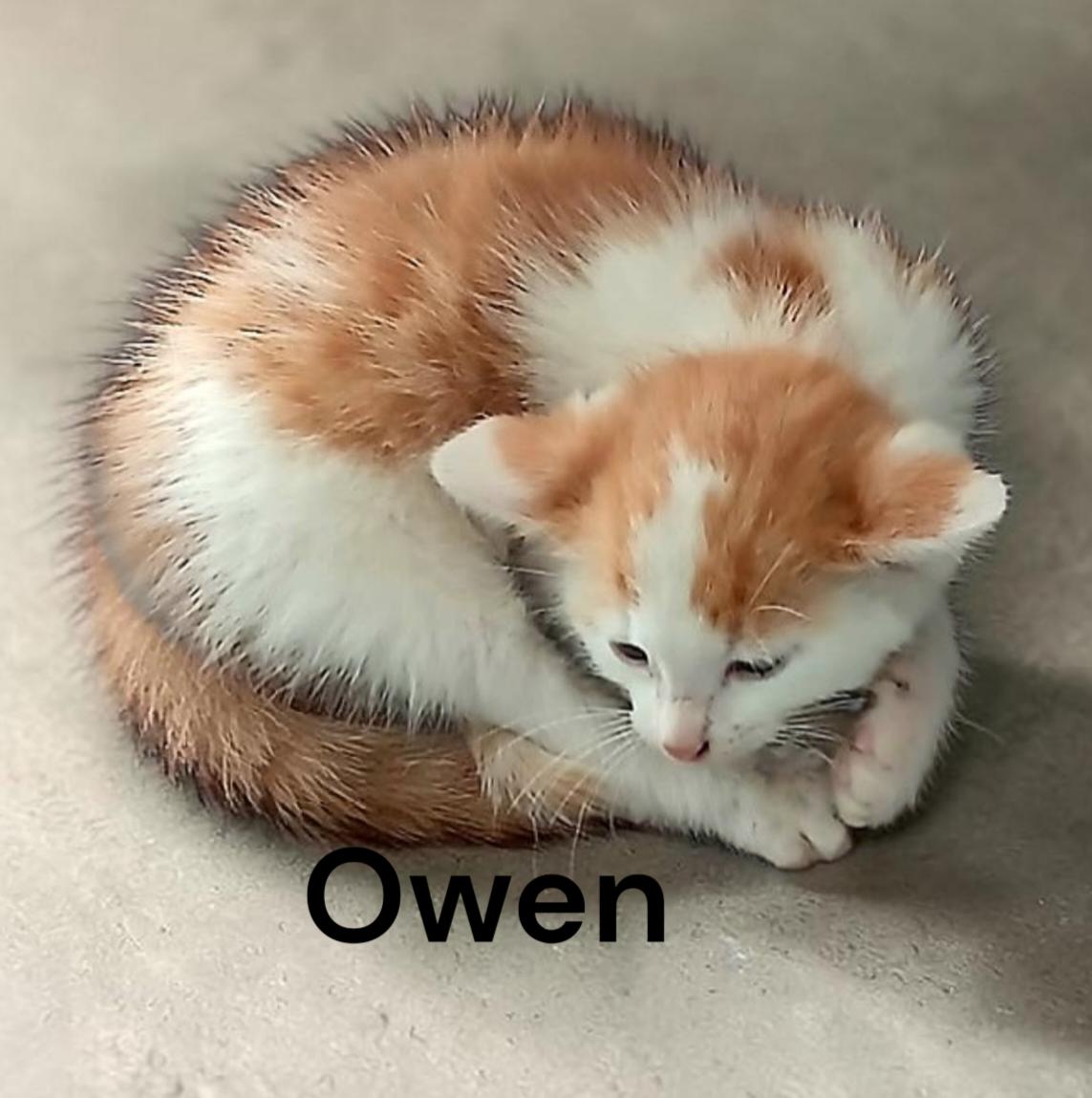 Enlarge Owen, a Adoptable Domestic Short Hair in Chesapeake, VA image 3/3