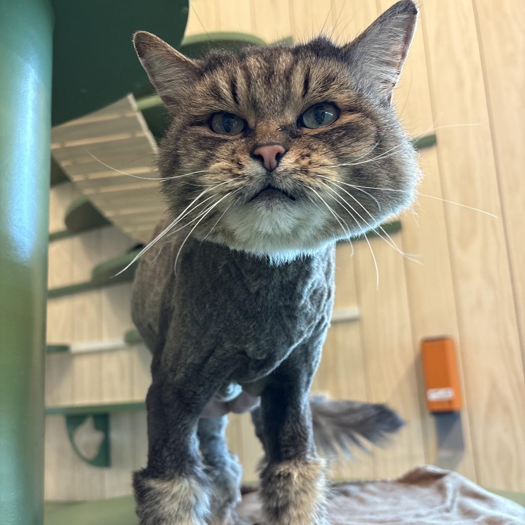 Leona, Adoptable, Adult Female Domestic Long Hair.