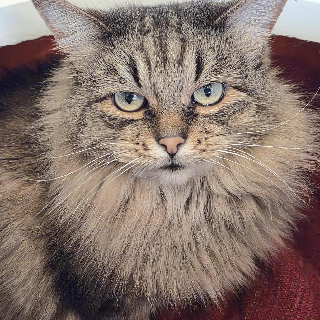 Enlarge Leona, a Adoptable Domestic Long Hair in Bentonville, AR image 2/2