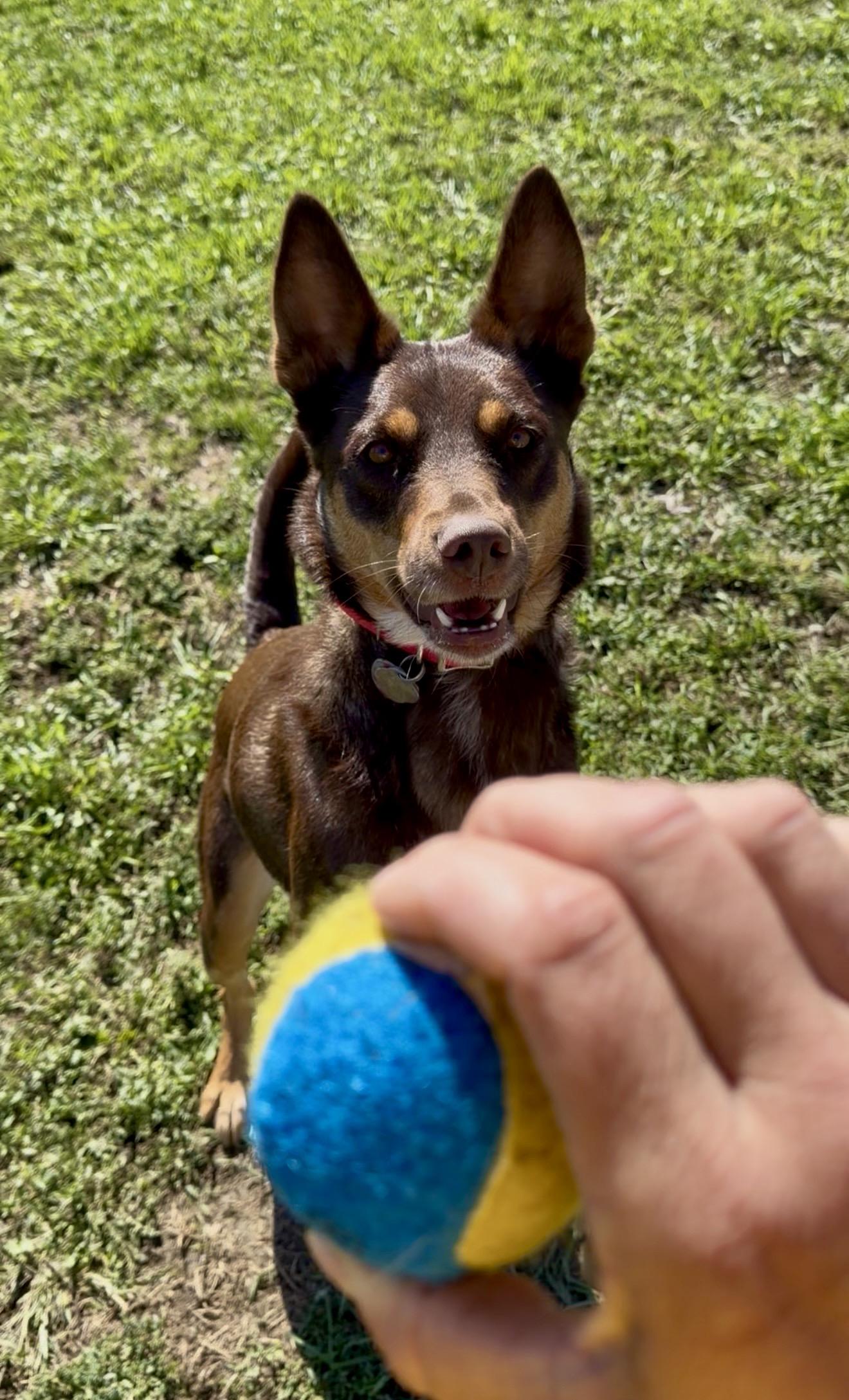 Enlarge Sweetie, a Adoptable mixed breed in YALE, SD image 3/5