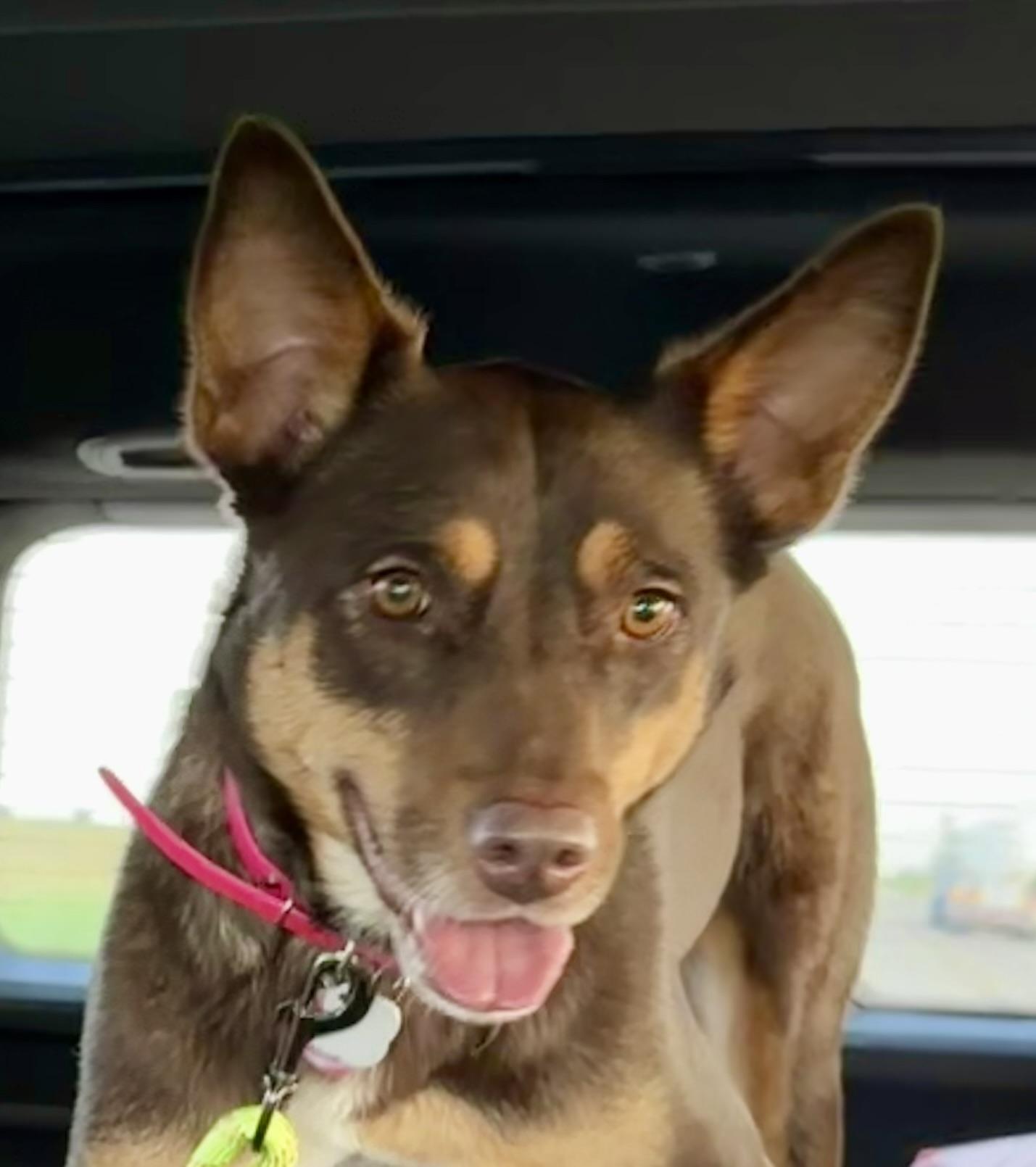 Enlarge Sweetie, a Adoptable mixed breed in YALE, SD image 5/5