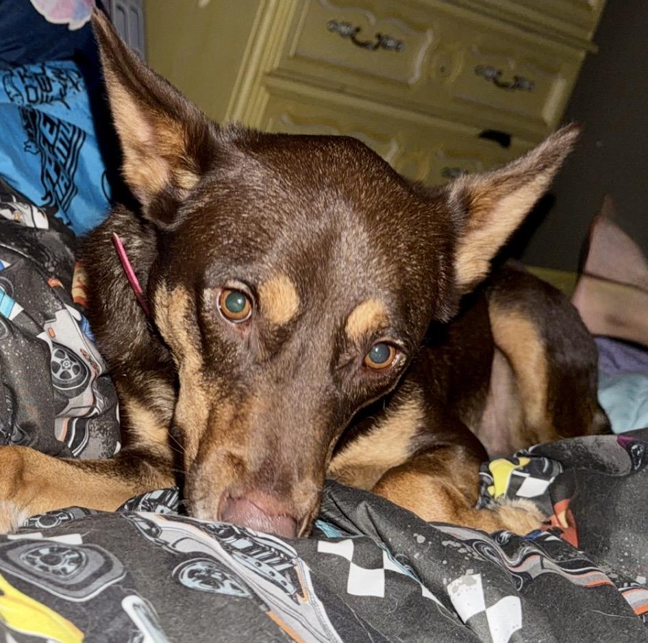 Enlarge Sweetie, a Adoptable mixed breed in YALE, SD image 4/5