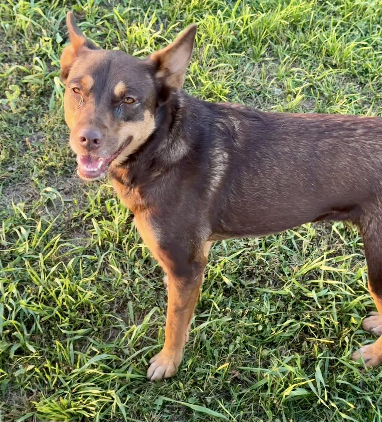 Enlarge Sweetie, a Adoptable mixed breed in YALE, SD image 1/5