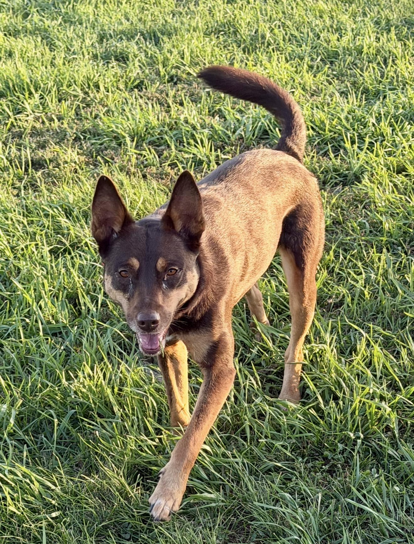 Enlarge Sweetie, a Adoptable mixed breed in YALE, SD image 2/5