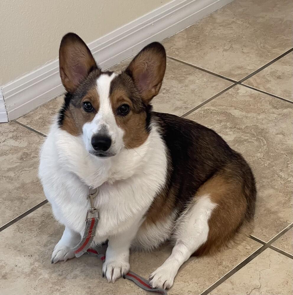 Ruby, Adoptable, Adult Female Cardigan Welsh Corgi.