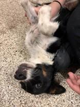 Enlarge Howie, a ADOPTABLE mixed breed in Blue Springs, MO image 1/1