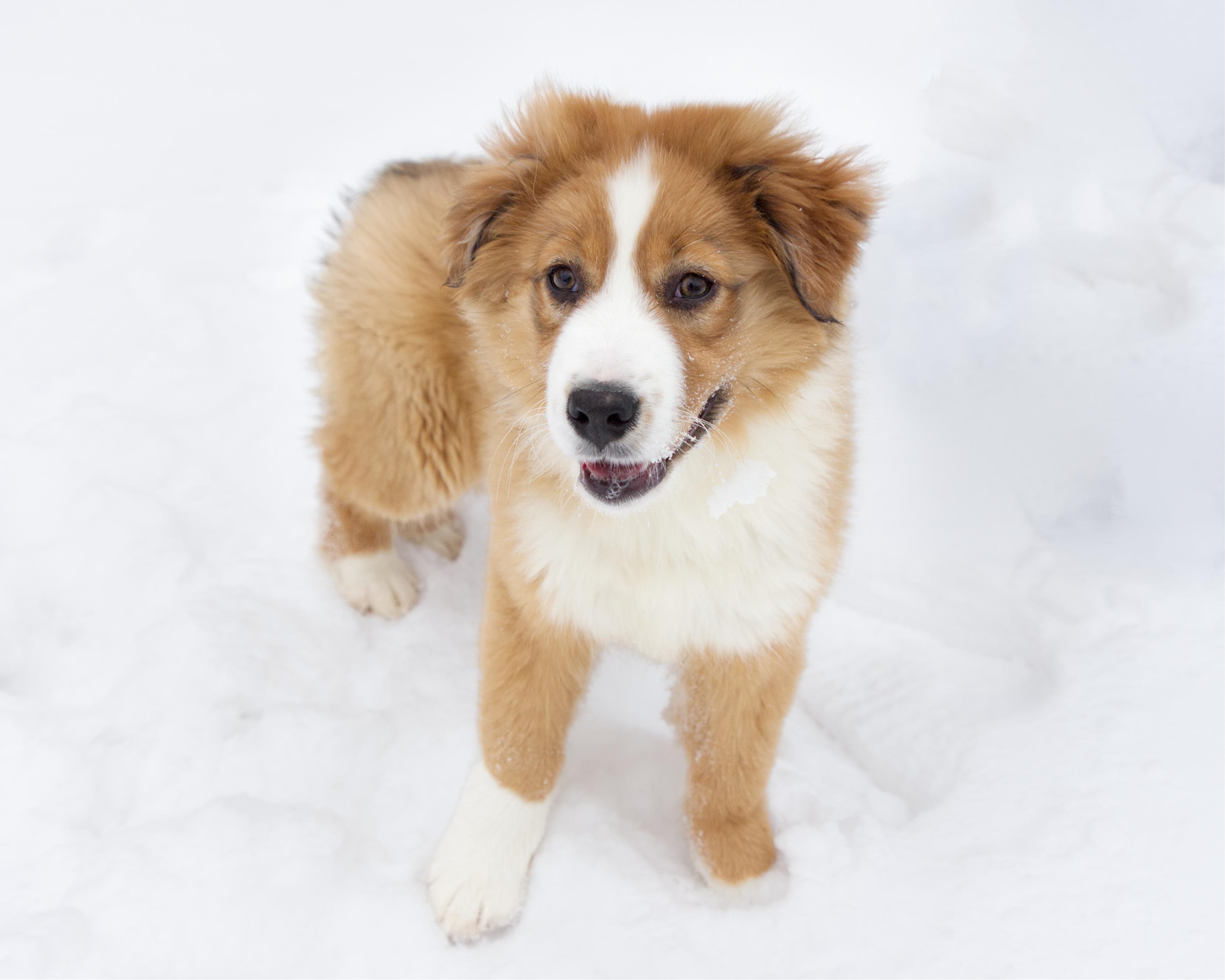 Enlarge Bauer, an adopted mixed breed in Winnipeg, MB image 2/3