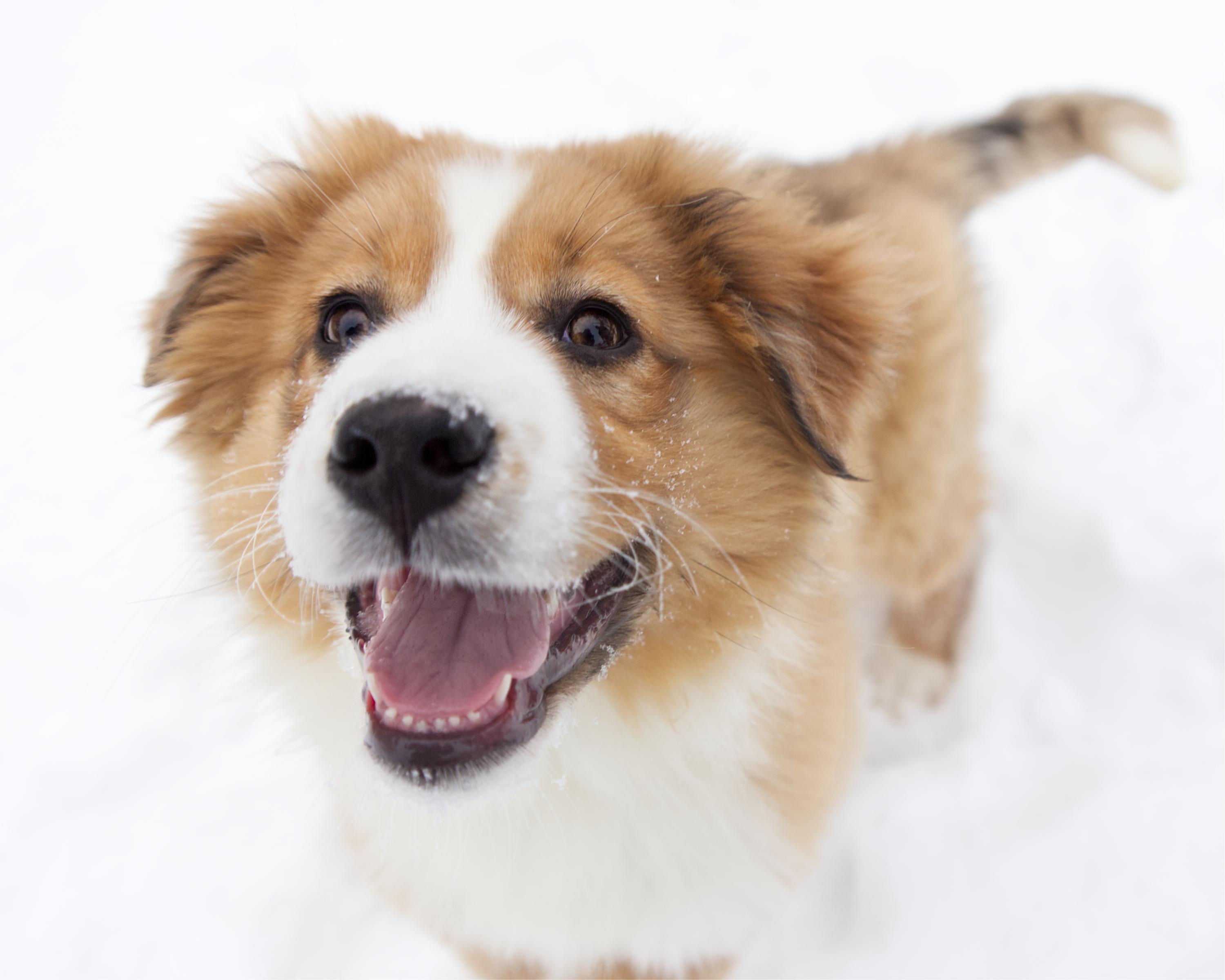 Enlarge Bauer, an adopted mixed breed in Winnipeg, MB image 1/3