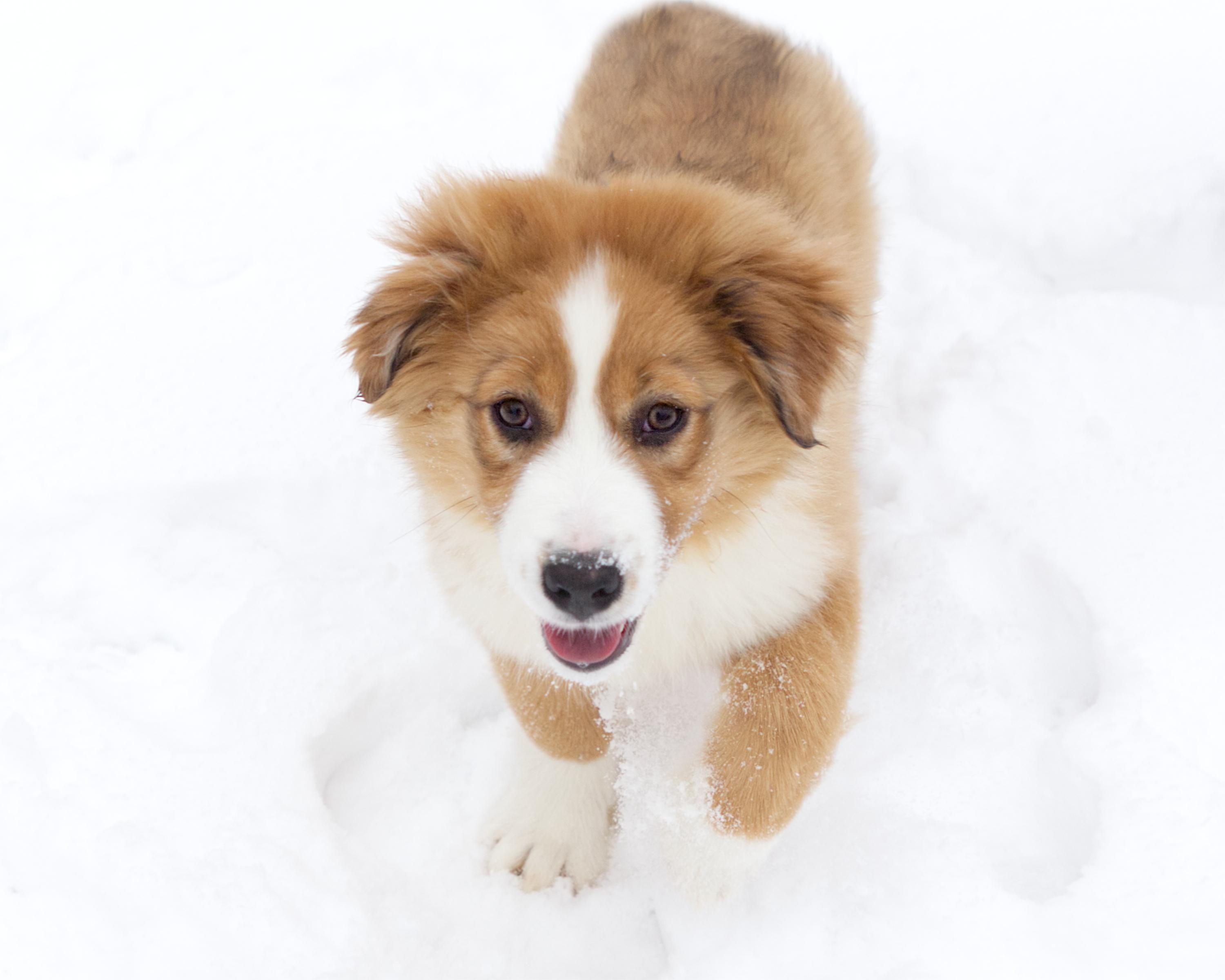 Enlarge Bauer, an adopted mixed breed in Winnipeg, MB image 3/3