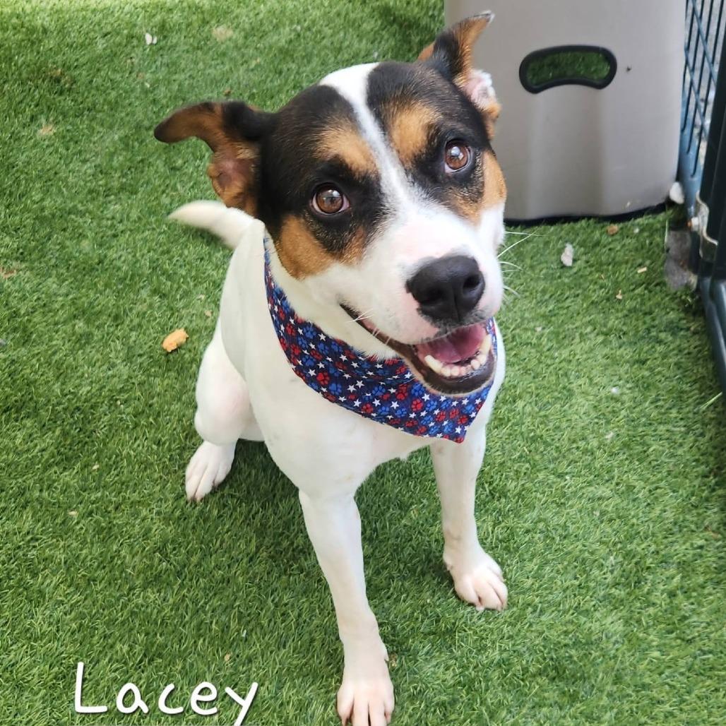 Lacy, Adoptable, Adult Female Australian Cattle Dog / Blue Heeler.