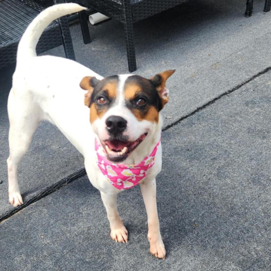 Lacy, a Adoptable Australian Cattle Dog / Blue Heeler in Cleveland, TN image 1/4
