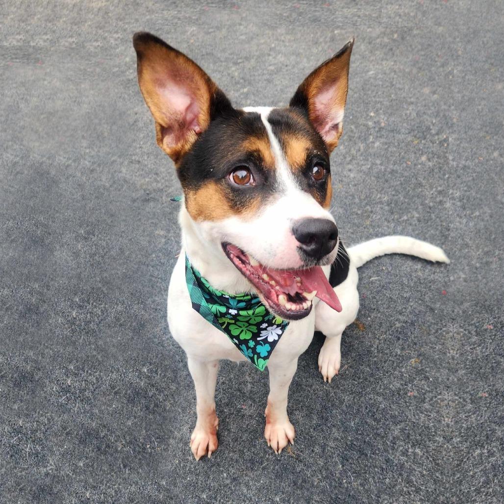 Lacy, a Adoptable Australian Cattle Dog / Blue Heeler in Cleveland, TN image 2/4