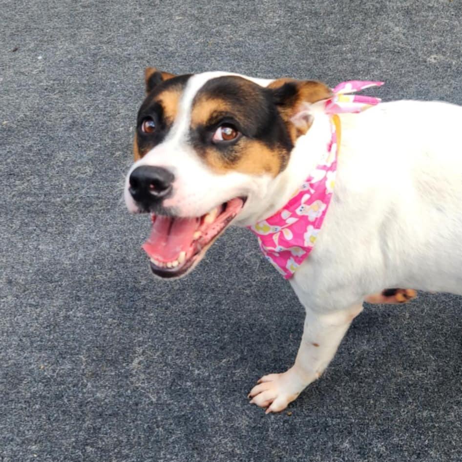 Lacy, a Adoptable Australian Cattle Dog / Blue Heeler in Cleveland, TN image 3/4