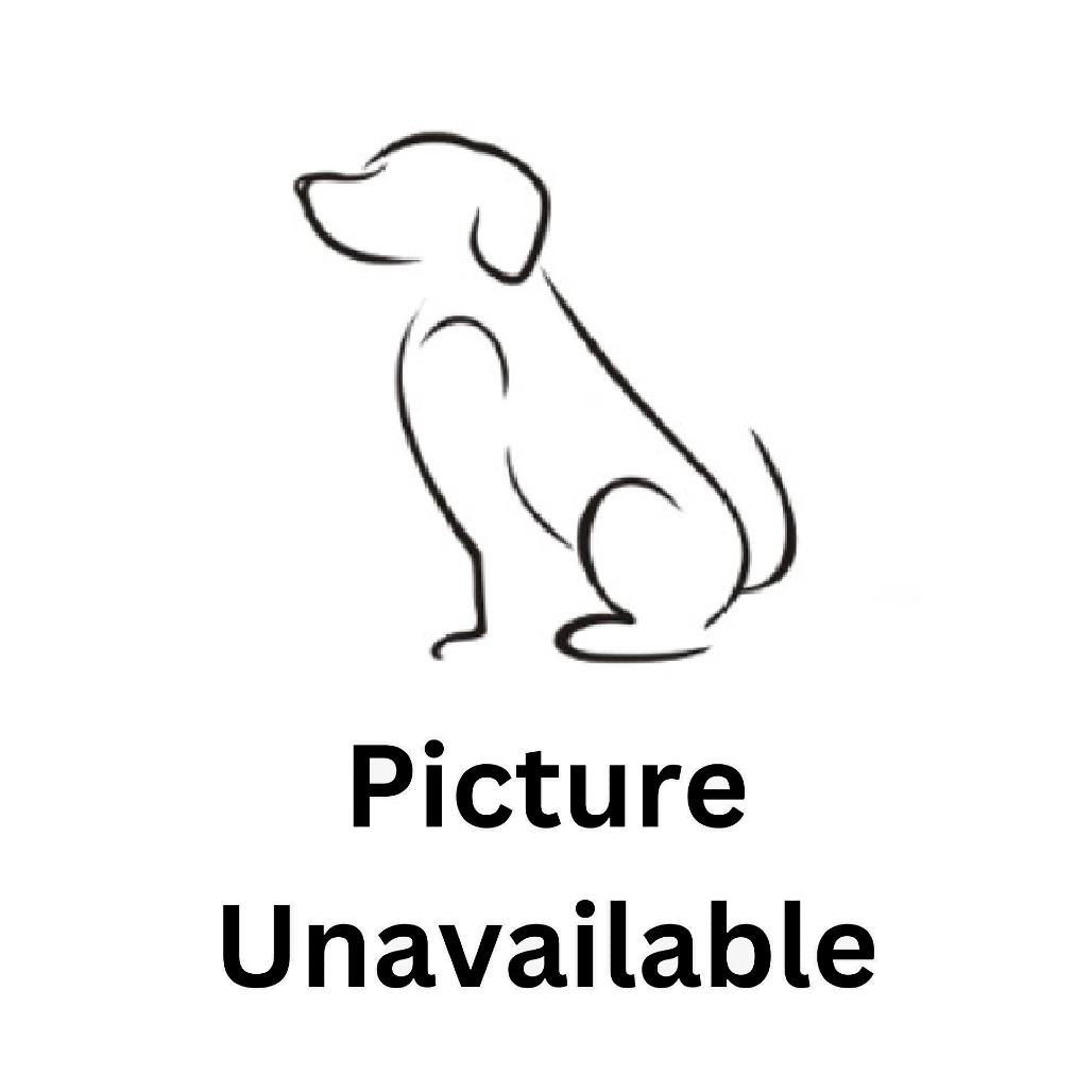 Lacy, Adoptable, Adult Female Australian Cattle Dog / Blue Heeler.