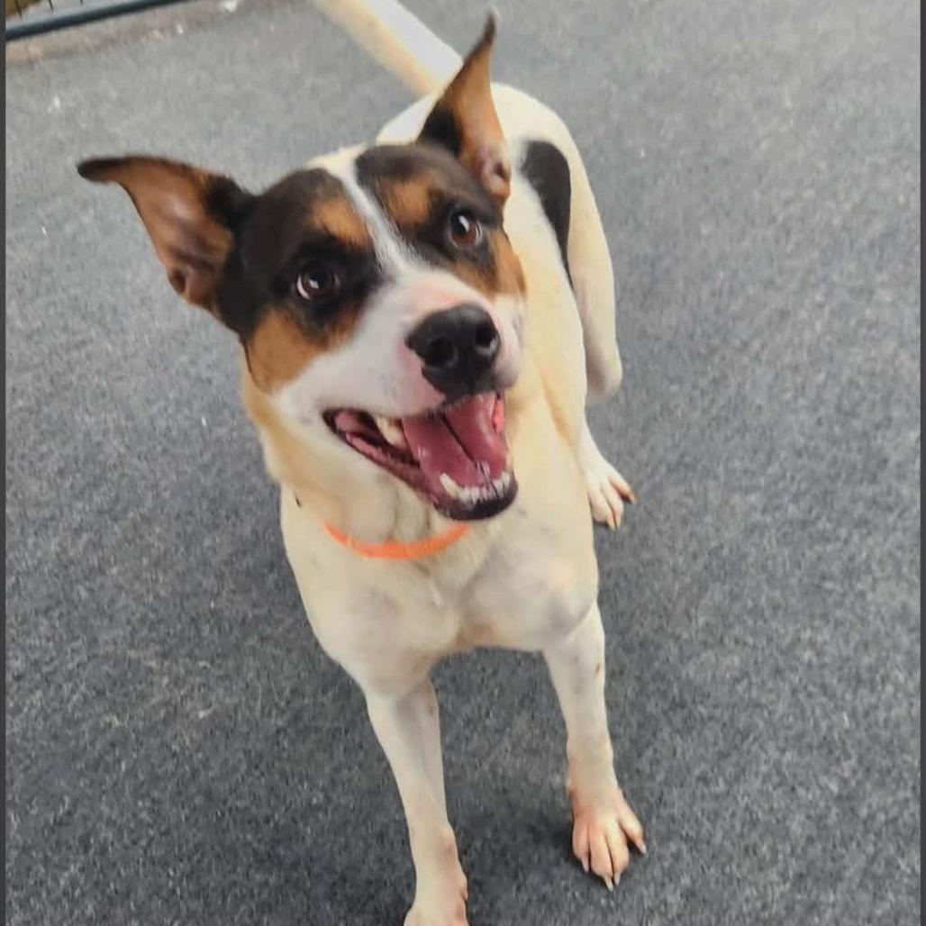 Lacy, a Adoptable Australian Cattle Dog / Blue Heeler in Cleveland, TN image 4/4