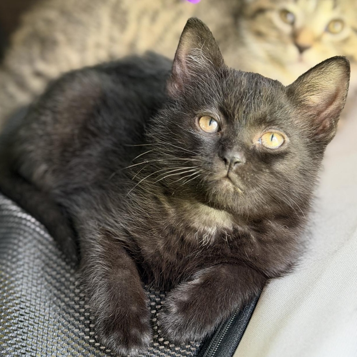 Inky, adopted, Kitten Male Domestic Short Hair & Tabby.