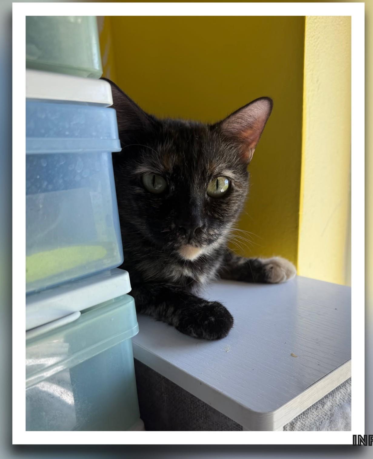 Enlarge Sonora, a ADOPTABLE Tortoiseshell in Orlando, FL image 2/3