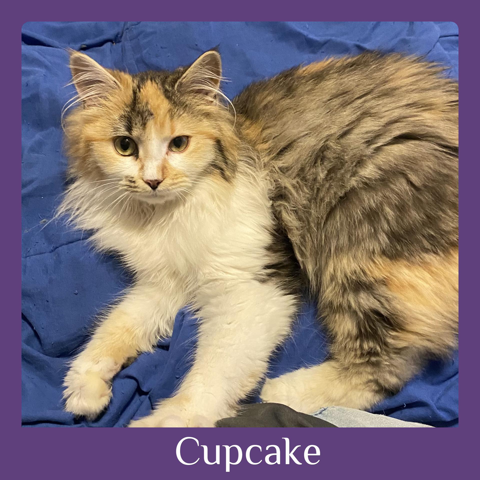 Enlarge CUPCAKE , an adopted Dilute Calico in Lawton, OK image 1/1