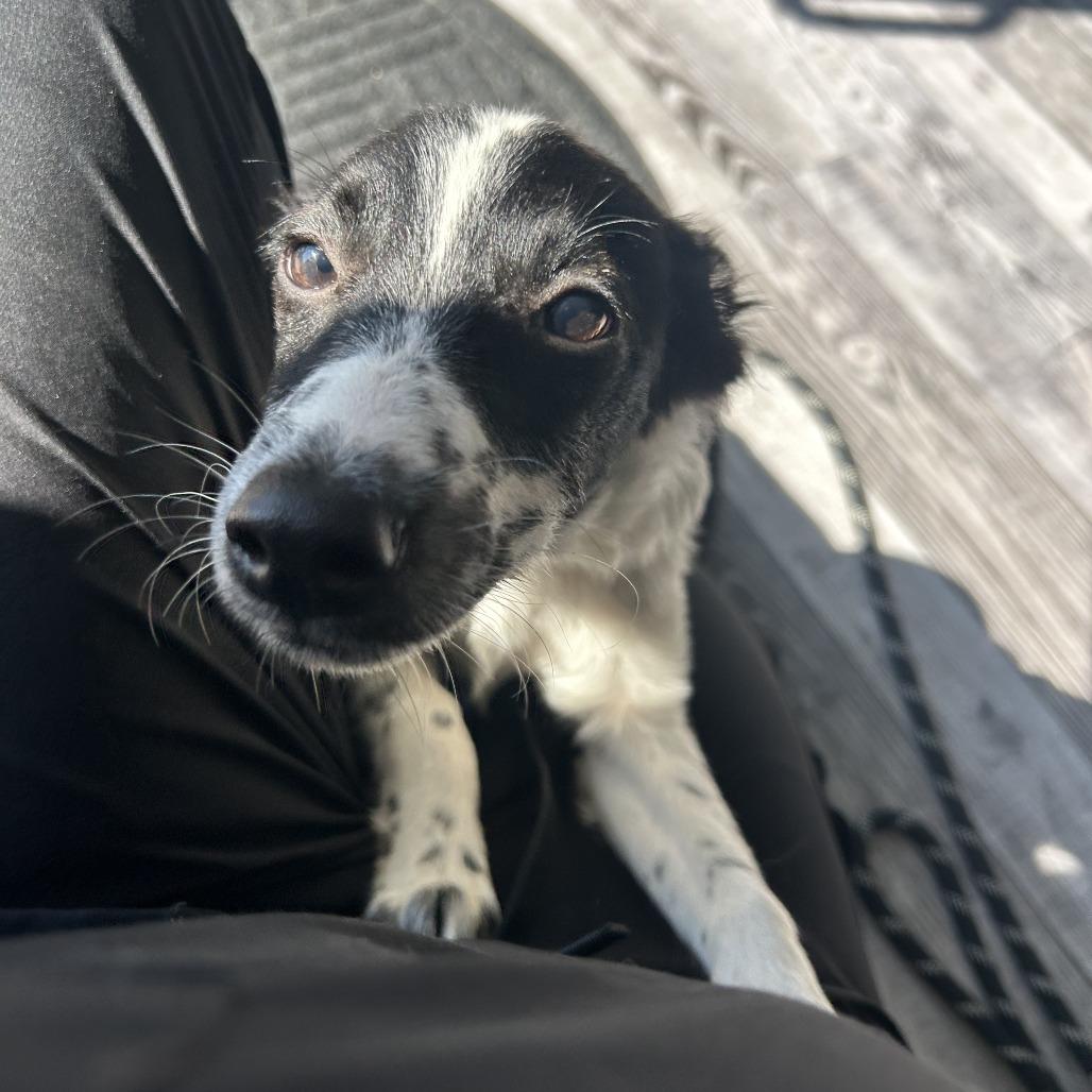 Enlarge Ace, a Adoptable mixed breed in St. Louis, MO image 2/5