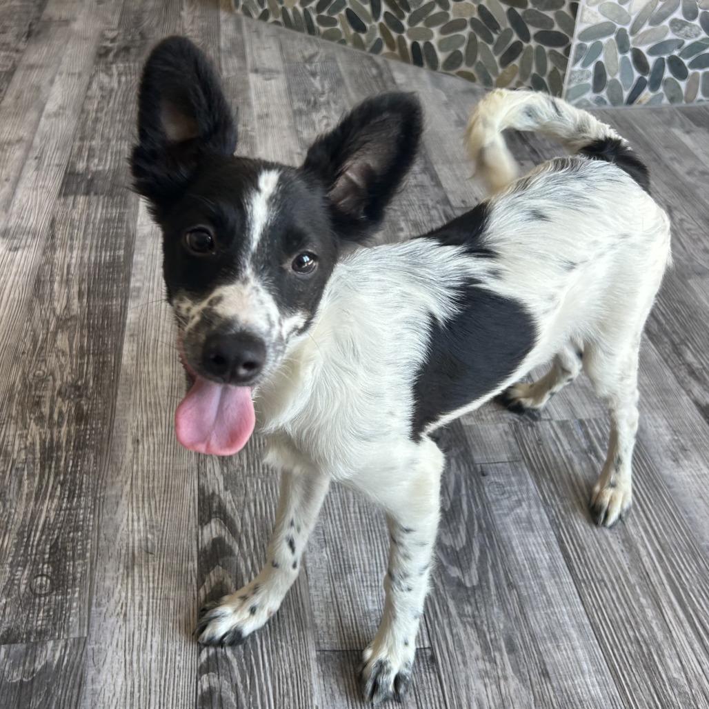 Ace, Adoptable, Young Male Papillon & Mixed Breed.