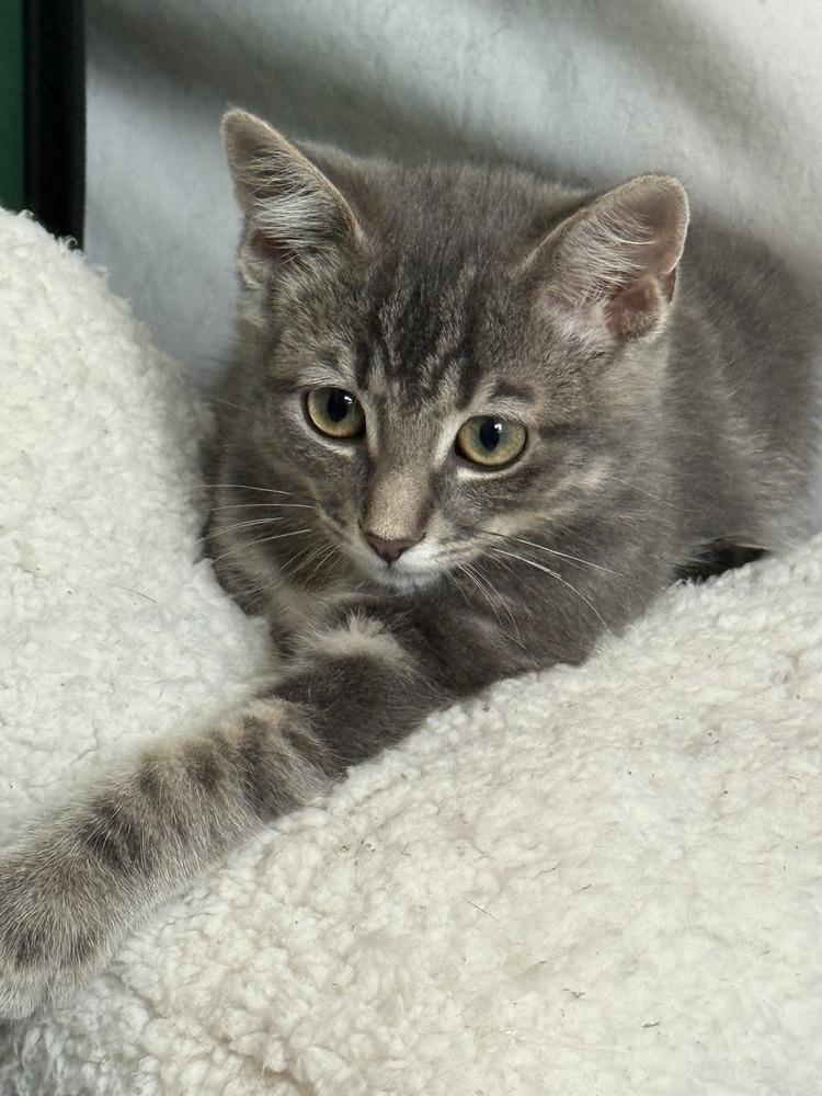 Mordecai the Gentle, a Adoptable Domestic Short Hair in Stafford, VA image 1/4