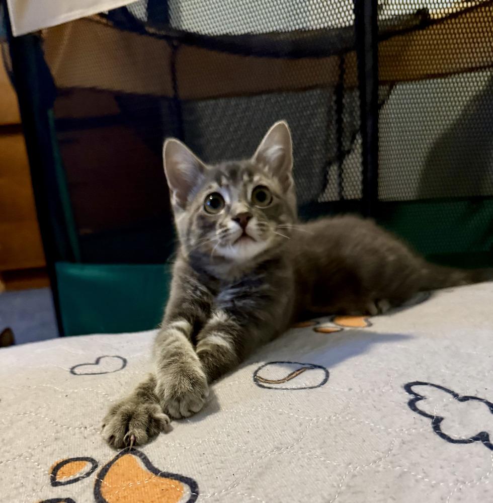 Mordecai the Gentle, a Adoptable Domestic Short Hair in Stafford, VA image 2/4