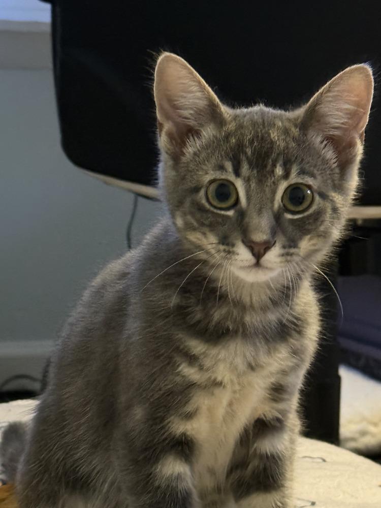 Mordecai the Gentle, a Adoptable Domestic Short Hair in Stafford, VA image 3/4