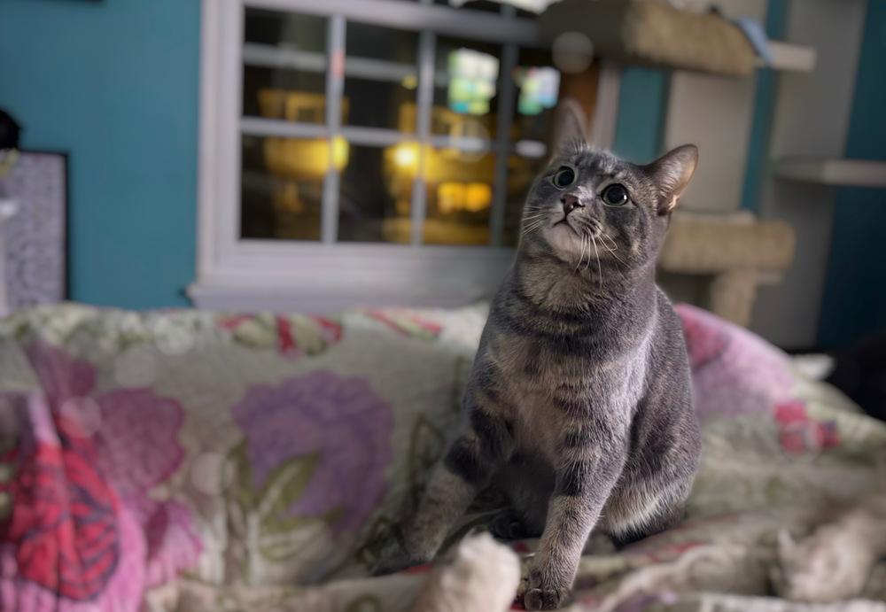 Mordecai the Gentle, a Adoptable Domestic Short Hair in Stafford, VA image 5/6