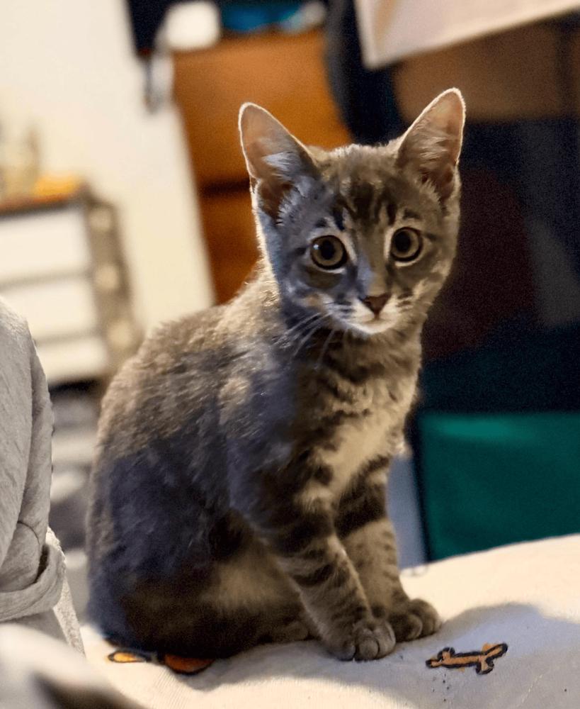 Mordecai the Gentle, a Adoptable Domestic Short Hair in Stafford, VA image 4/4