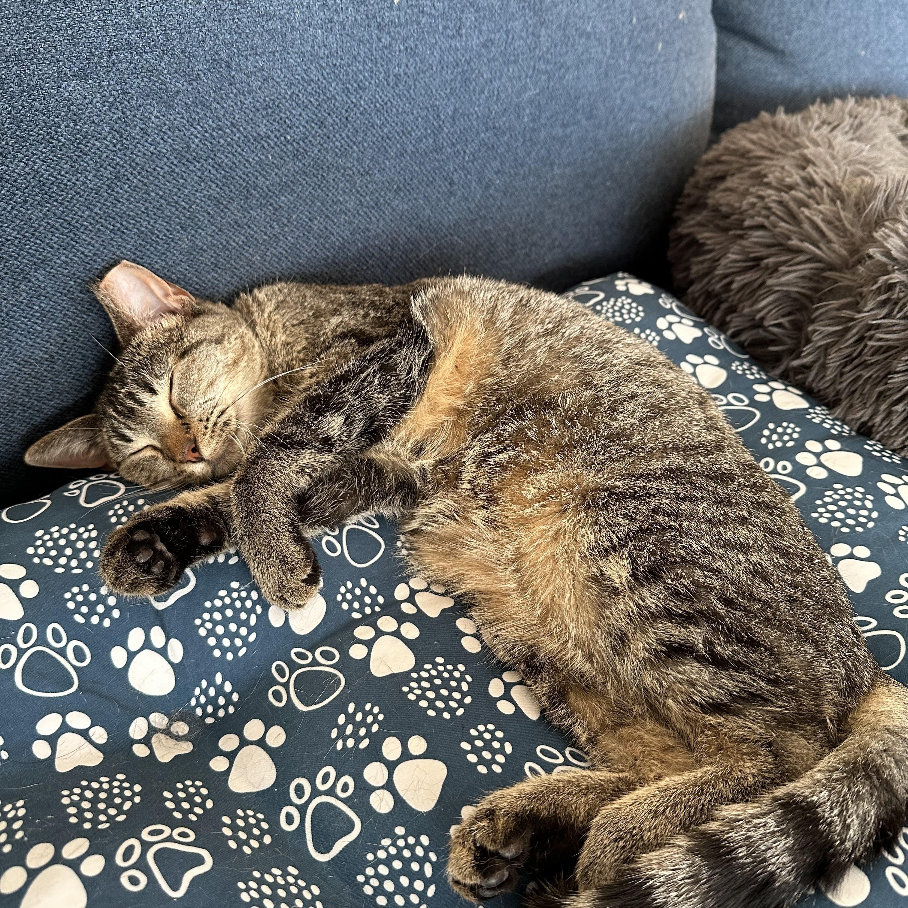 Sunshine, a Adoptable American Shorthair in Belvidere, IL image 2/4