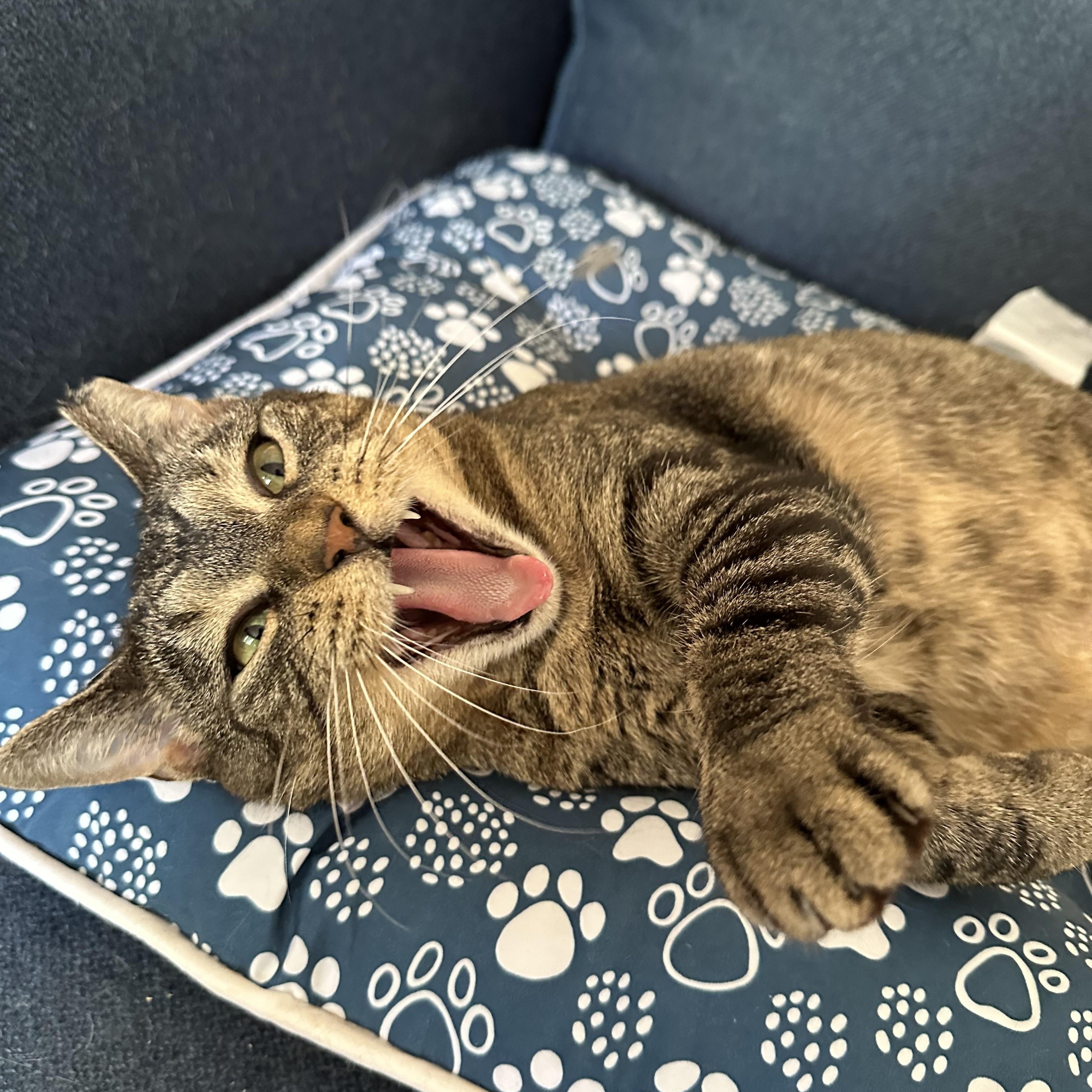 Sunshine, a Adoptable American Shorthair in Belvidere, IL image 4/4