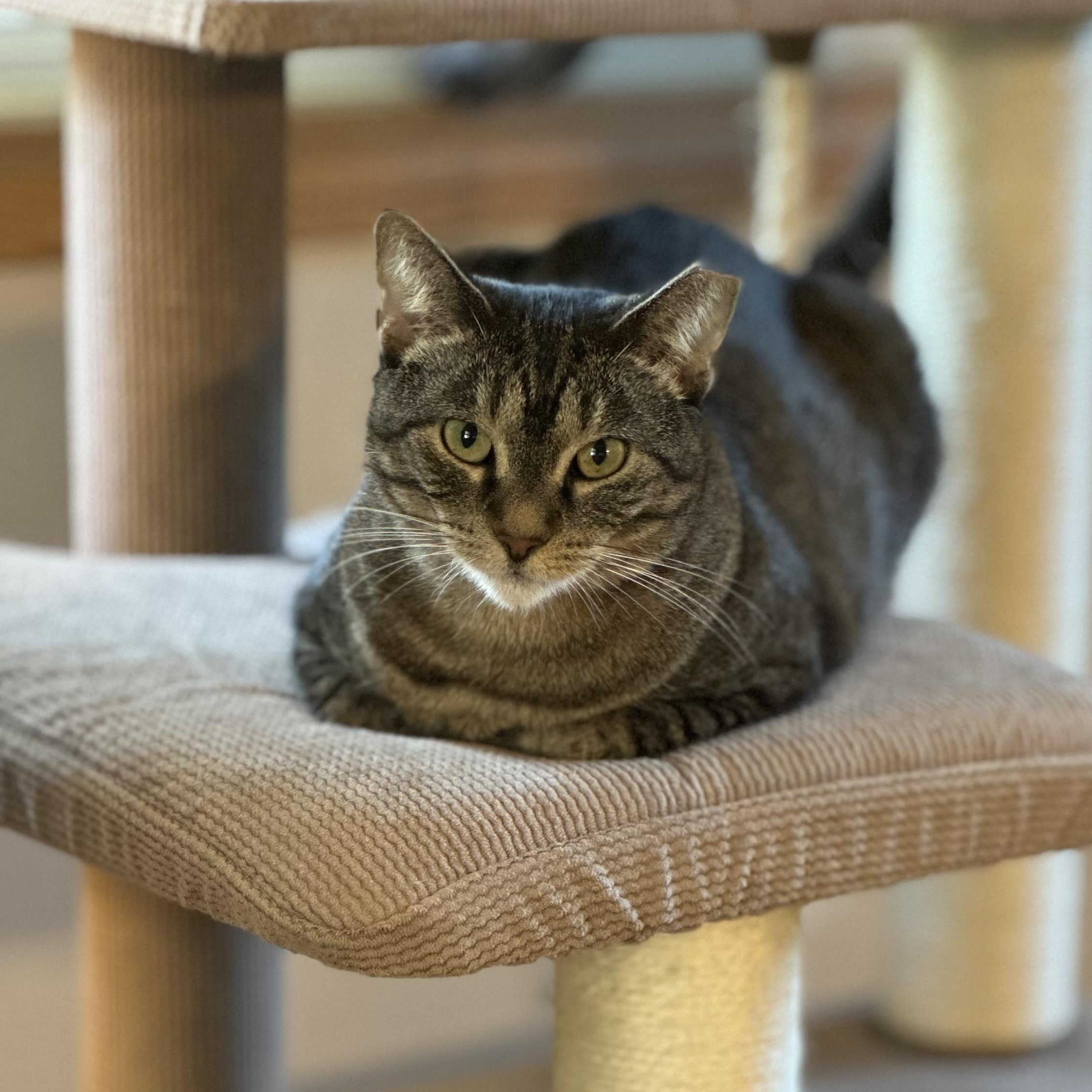 Sunshine, a Adoptable American Shorthair in Belvidere, IL image 1/4