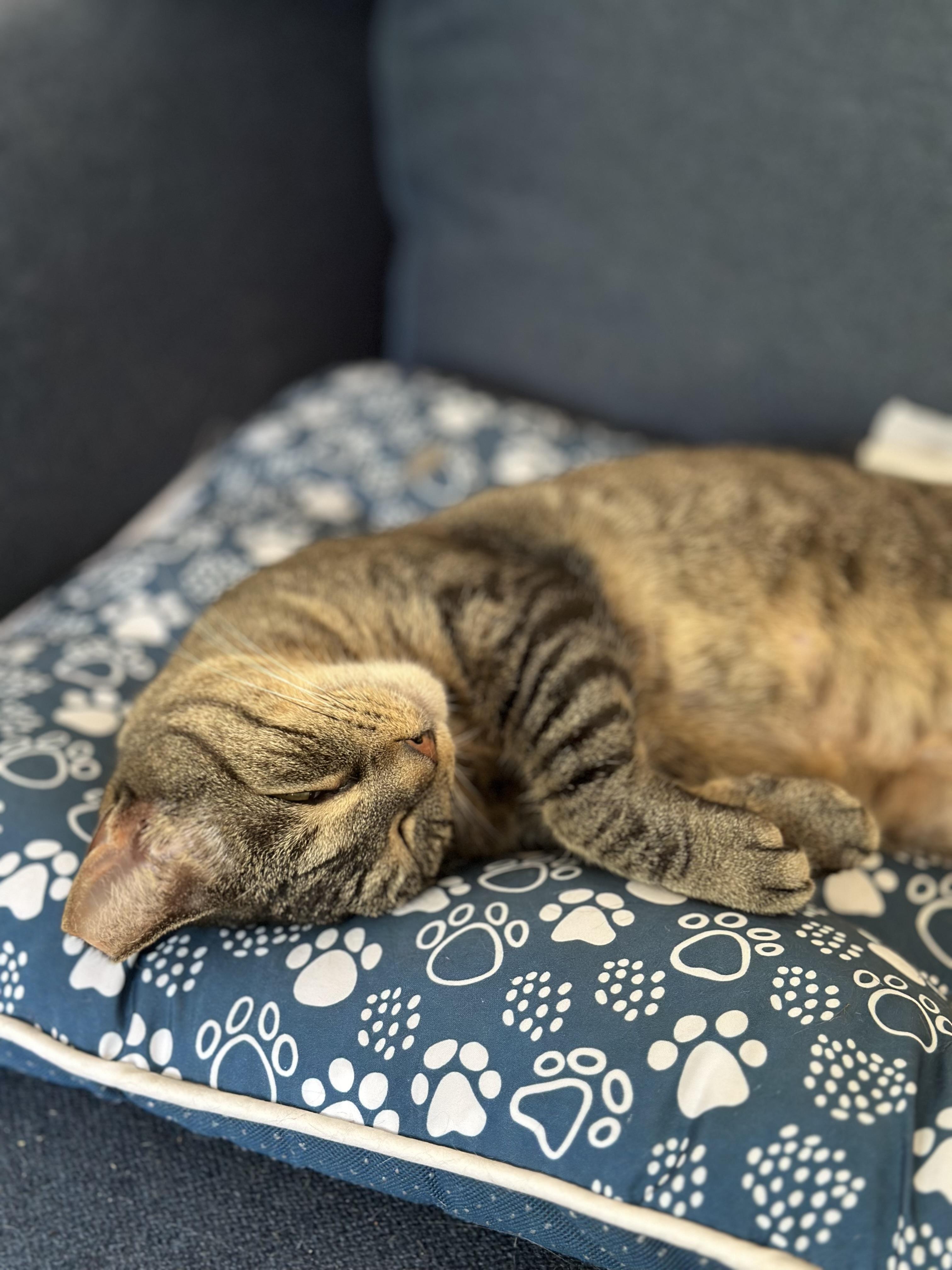 Sunshine, a Adoptable American Shorthair in Belvidere, IL image 3/4