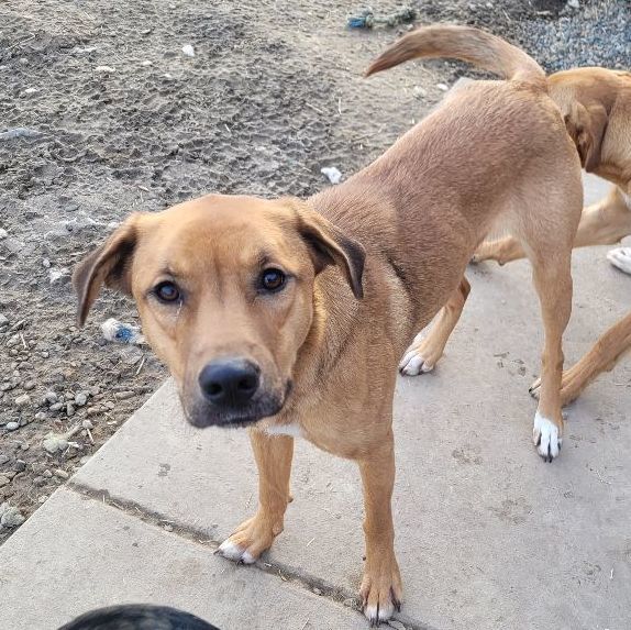St. Maria, Adoptable, Adult Female Shepherd & Australian Cattle Dog / Blue Heeler.