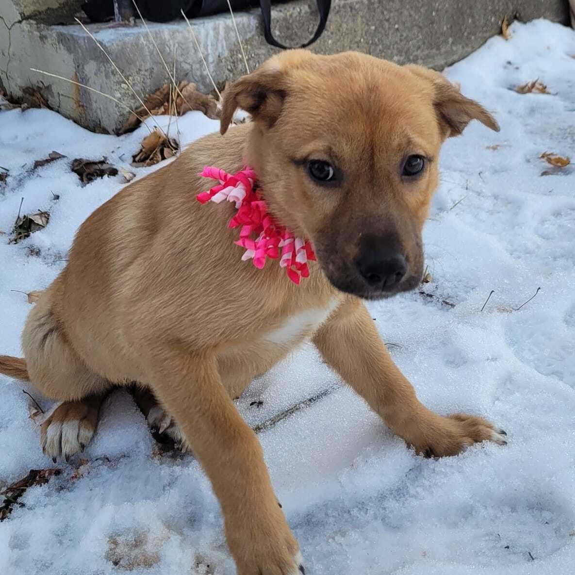 Enlarge St. Maria, a Adoptable mixed breed in Billings, MT image 4/4
