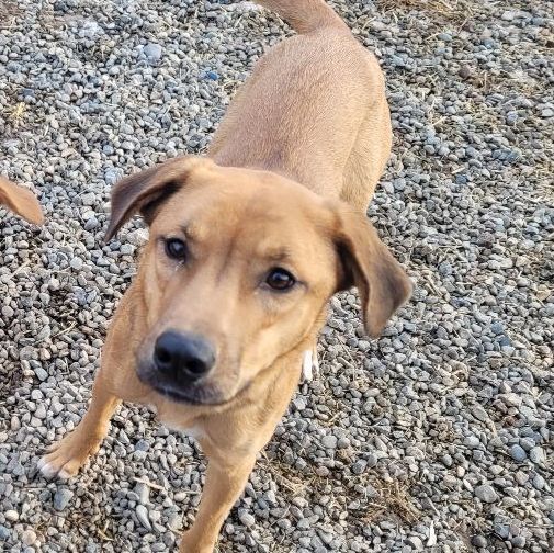 Enlarge St. Maria, a Adoptable mixed breed in Billings, MT image 3/4