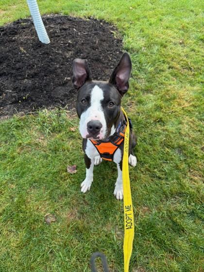 Buddy, Adopted, Young Male Pit Bull Terrier.