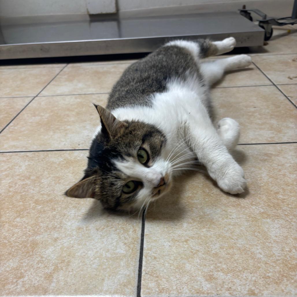 Tommy J, Adoptable, Adult Male Domestic Short Hair.