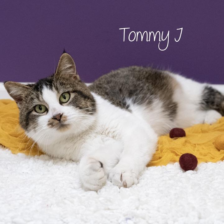Enlarge Tommy J, a Adoptable Domestic Short Hair in Pekin, IL image 2/4