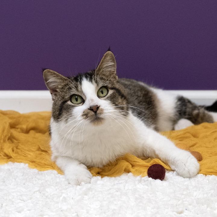 Enlarge Tommy J, a Adoptable Domestic Short Hair in Pekin, IL image 4/4