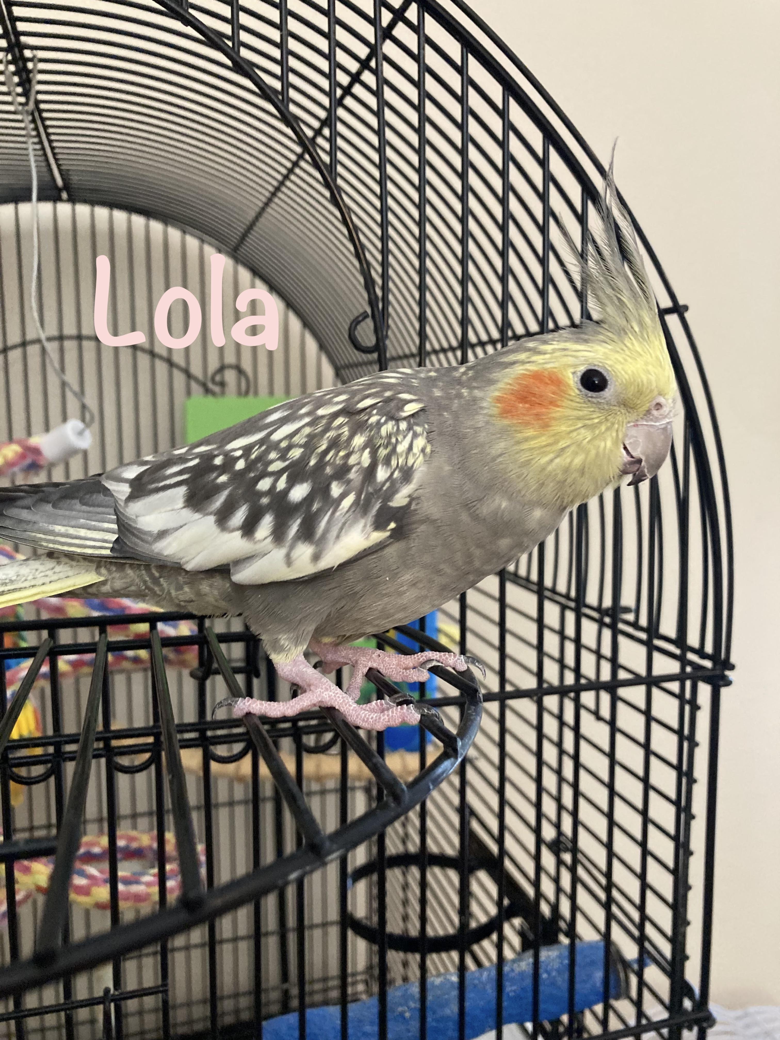Lola, a Adoptable Cockatiel in Iverness, FL image 1/2