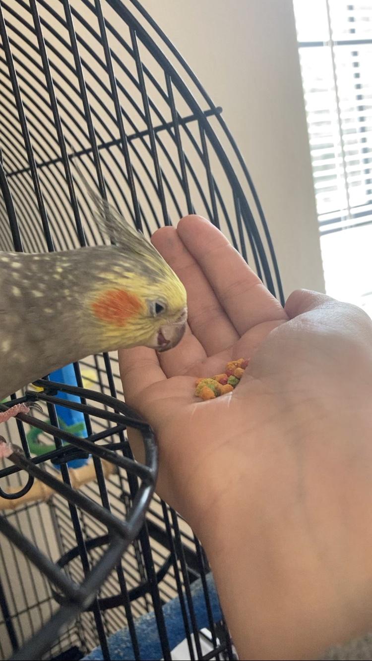 Lola, a Adoptable Cockatiel in Iverness, FL image 2/2