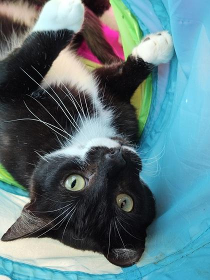 Enlarge Luke, a Adoptable Domestic Short Hair in New Freedom, PA image 1/6