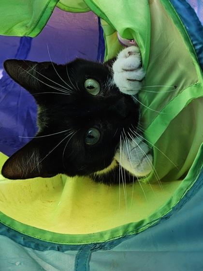 Enlarge Luke, a Adoptable Domestic Short Hair in New Freedom, PA image 1/3