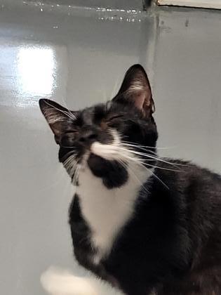 Enlarge Luke, a Adoptable Domestic Short Hair in New Freedom, PA image 2/3