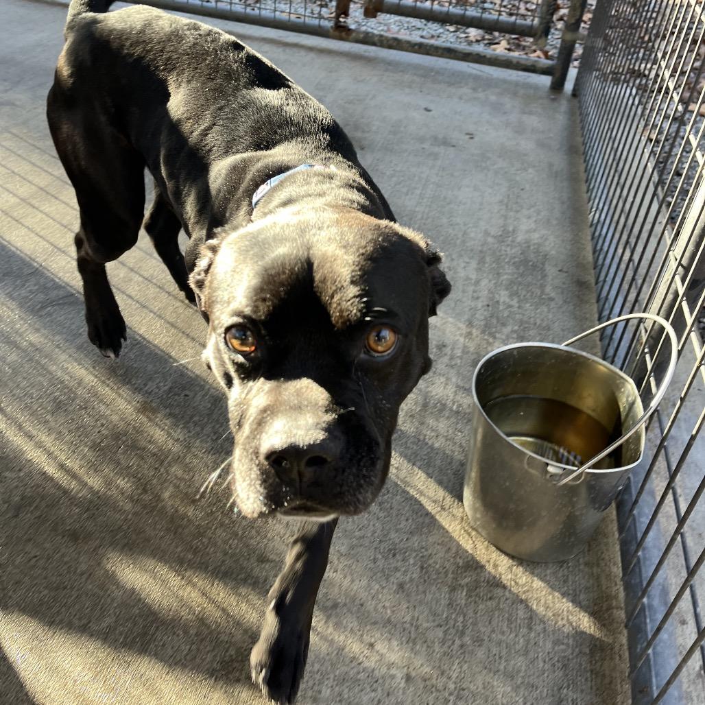 Black Jack, Adoptable, Adult Male Black Labrador Retriever & English Bulldog.